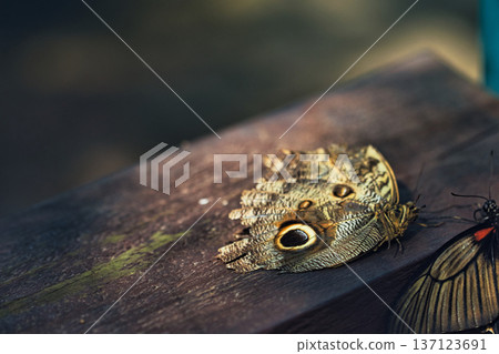 Moody close-up of an exotic butterfly resting on a wooden surface, showing detailed eye-spot wing patterns in dramatic low light. Moody close-up of an exotic butterfly resting on a wooden surface, showing detailed eye-spot wing patterns in dramatic low light. 137123691