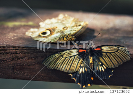 Moody close-up of an exotic butterfly resting on a wooden surface, showing detailed eye-spot wing patterns in dramatic low light. Moody close-up of an exotic butterfly resting on a wooden surface, showing detailed eye-spot wing patterns in dramatic low light. 137123692