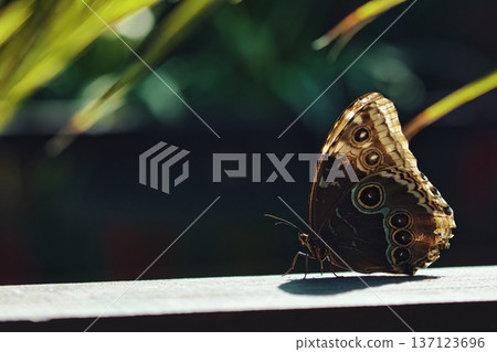 Moody close-up of an exotic butterfly resting on a wooden surface, showing detailed eye-spot wing patterns in dramatic low light. Moody close-up of an exotic butterfly resting on a wooden surface, showing detailed eye-spot wing patterns in dramatic low light. 137123696