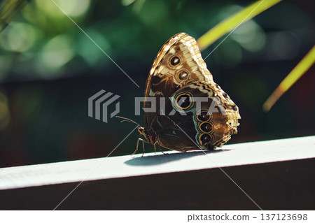 Moody close-up of an exotic butterfly resting on a wooden surface, showing detailed eye-spot wing patterns in dramatic low light. Moody close-up of an exotic butterfly resting on a wooden surface, showing detailed eye-spot wing patterns in dramatic low light. 137123698