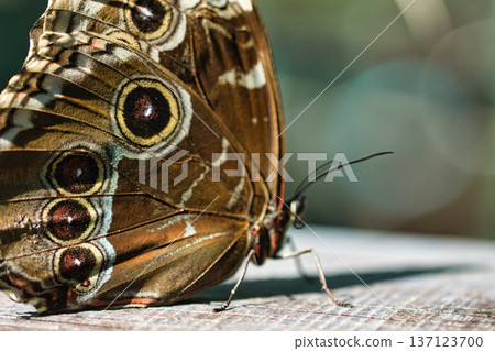 Moody close-up of an exotic butterfly resting on a wooden surface, showing detailed eye-spot wing patterns in dramatic low light. Moody close-up of an exotic butterfly resting on a wooden surface, showing detailed eye-spot wing patterns in dramatic low light. 137123700