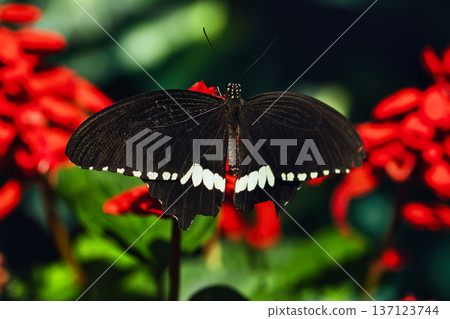 Black butterfly resting on vibrant red tropical flowers in a butterfly garden, captured in soft natural light with a blurred green background. Black butterfly resting on vibrant red tropical flowers in a butterfly garden, captured in soft natural light with a blurred green background. 137123744