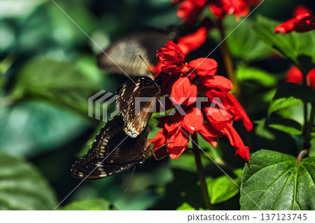 Black butterfly resting on vibrant red tropical flowers in a butterfly garden, captured in soft natural light with a blurred green background. Black butterfly resting on vibrant red tropical flowers in a butterfly garden, captured in soft natural light with a blurred green background. 137123745
