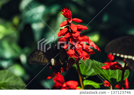Black butterfly resting on vibrant red tropical flowers in a butterfly garden, captured in soft natural light with a blurred green background.  137123746