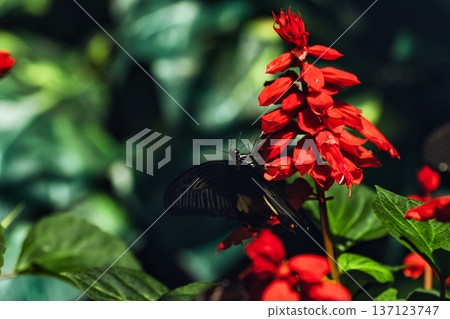 Black butterfly resting on vibrant red tropical flowers in a butterfly garden, captured in soft natural light with a blurred green background. Black butterfly resting on vibrant red tropical flowers in a butterfly garden, captured in soft natural light with a blurred green background. 137123747