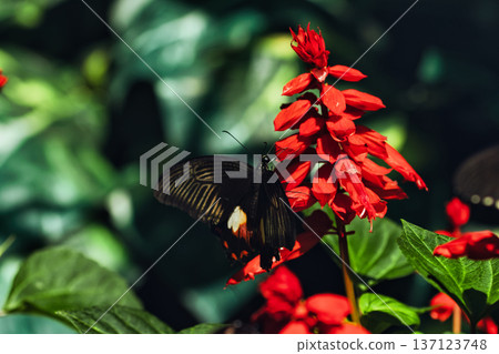 Black butterfly resting on vibrant red tropical flowers in a butterfly garden, captured in soft natural light with a blurred green background. Black butterfly resting on vibrant red tropical flowers in a butterfly garden, captured in soft natural light with a blurred green background. 137123748
