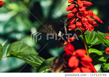 Black butterfly resting on vibrant red tropical flowers in a butterfly garden, captured in soft natural light with a blurred green background.  137123749