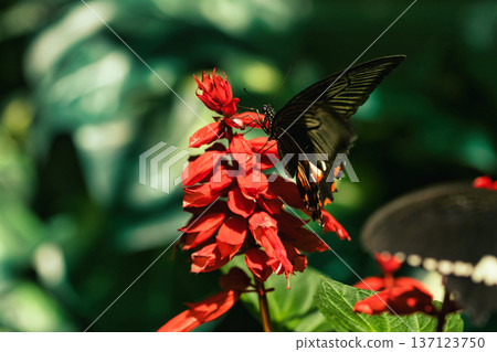 Black butterfly resting on vibrant red tropical flowers in a butterfly garden, captured in soft natural light with a blurred green background. Black butterfly resting on vibrant red tropical flowers in a butterfly garden, captured in soft natural light with a blurred green background. 137123750