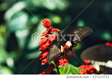 Black butterfly resting on vibrant red tropical flowers in a butterfly garden, captured in soft natural light with a blurred green background.  137123751