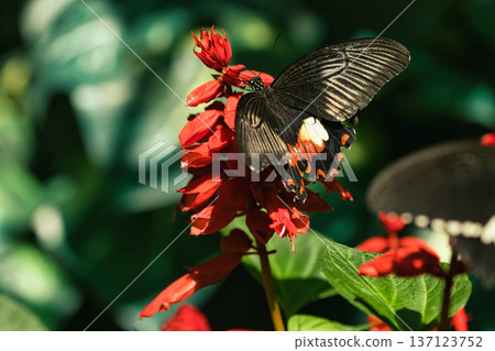 Black butterfly resting on vibrant red tropical flowers in a butterfly garden, captured in soft natural light with a blurred green background.  137123752