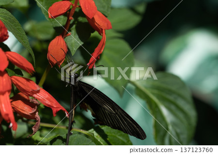 Black butterfly resting on vibrant red tropical flowers in a butterfly garden, captured in soft natural light with a blurred green background. Black butterfly resting on vibrant red tropical flowers in a butterfly garden, captured in soft natural light with a blurred green background. 137123760