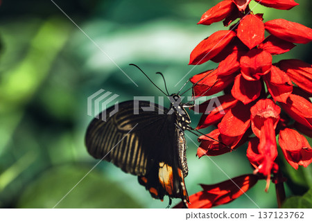 Black butterfly resting on vibrant red tropical flowers in a butterfly garden, captured in soft natural light with a blurred green background. Black butterfly resting on vibrant red tropical flowers in a butterfly garden, captured in soft natural light with a blurred green background. 137123762
