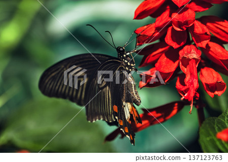 Black butterfly resting on vibrant red tropical flowers in a butterfly garden, captured in soft natural light with a blurred green background.  137123763
