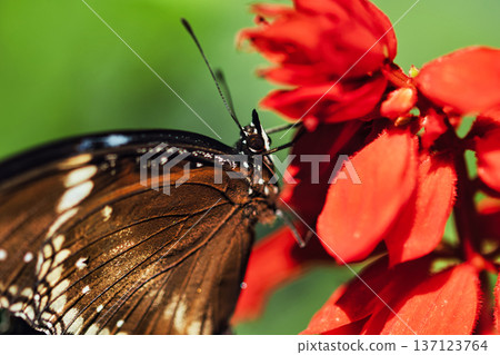 Black butterfly resting on vibrant red tropical flowers in a butterfly garden, captured in soft natural light with a blurred green background. Black butterfly resting on vibrant red tropical flowers in a butterfly garden, captured in soft natural light with a blurred green background. 137123764
