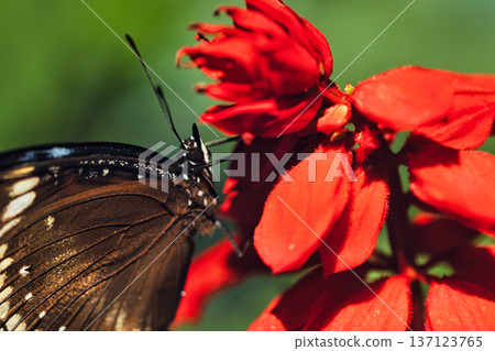 Black butterfly resting on vibrant red tropical flowers in a butterfly garden, captured in soft natural light with a blurred green background.  137123765