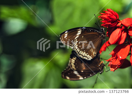 Black butterfly resting on vibrant red tropical flowers in a butterfly garden, captured in soft natural light with a blurred green background. Black butterfly resting on vibrant red tropical flowers in a butterfly garden, captured in soft natural light with a blurred green background. 137123766