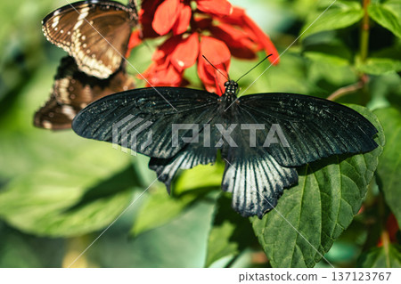 Black butterfly resting on vibrant red tropical flowers in a butterfly garden, captured in soft natural light with a blurred green background.  137123767