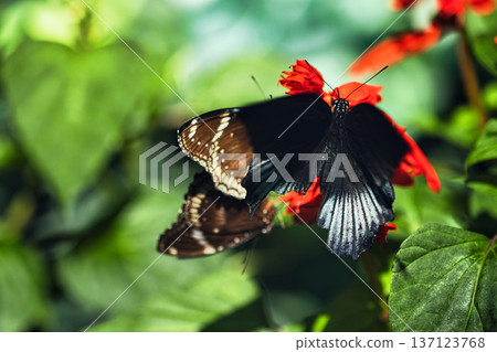 Black butterfly resting on vibrant red tropical flowers in a butterfly garden, captured in soft natural light with a blurred green background. Black butterfly resting on vibrant red tropical flowers in a butterfly garden, captured in soft natural light with a blurred green background. 137123768