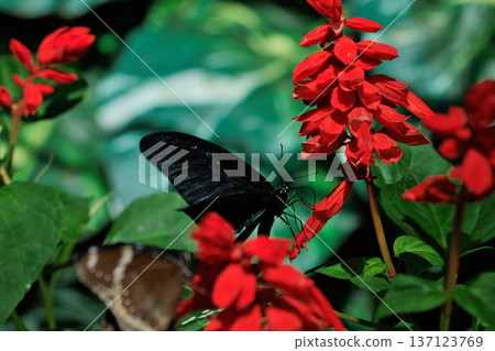 Black butterfly resting on vibrant red tropical flowers in a butterfly garden, captured in soft natural light with a blurred green background. Black butterfly resting on vibrant red tropical flowers in a butterfly garden, captured in soft natural light with a blurred green background. 137123769