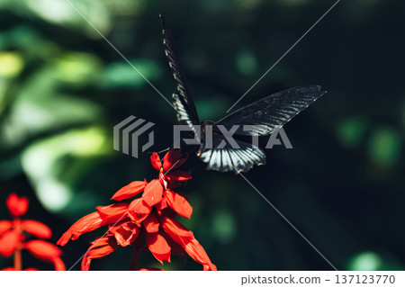 Black butterfly resting on vibrant red tropical flowers in a butterfly garden, captured in soft natural light with a blurred green background. Black butterfly resting on vibrant red tropical flowers in a butterfly garden, captured in soft natural light with a blurred green background. 137123770