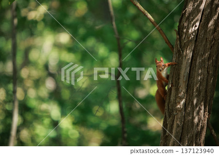 Wild squirrel standing alert in a sunlit forest undergrowth, surrounded by green leaves and natural woodland textures. 137123940
