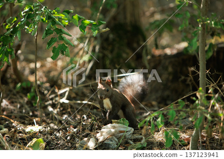 Wild squirrel standing alert in a sunlit forest undergrowth, surrounded by green leaves and natural woodland textures. 137123941