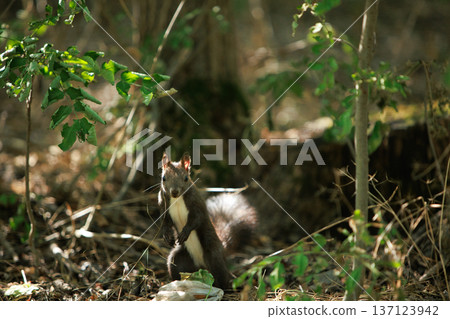Wild squirrel standing alert in a sunlit forest undergrowth, surrounded by green leaves and natural woodland textures. Wild squirrel standing alert in a sunlit forest undergrowth, surrounded by green leaves and natural woodland textures. 137123942