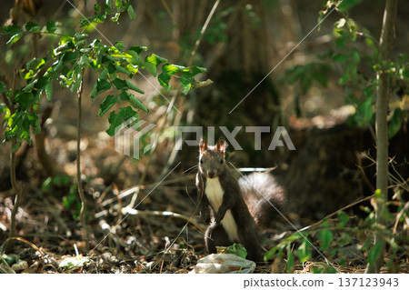 Wild squirrel standing alert in a sunlit forest undergrowth, surrounded by green leaves and natural woodland textures. 137123943