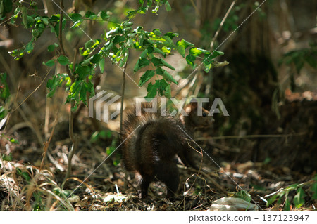 Wild squirrel standing alert in a sunlit forest undergrowth, surrounded by green leaves and natural woodland textures. Wild squirrel standing alert in a sunlit forest undergrowth, surrounded by green leaves and natural woodland textures. 137123947