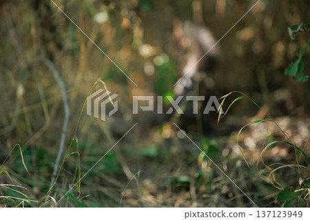 Wild squirrel standing alert in a sunlit forest undergrowth, surrounded by green leaves and natural woodland textures. Wild squirrel standing alert in a sunlit forest undergrowth, surrounded by green leaves and natural woodland textures. 137123949