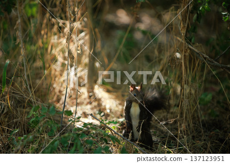 Wild squirrel standing alert in a sunlit forest undergrowth, surrounded by green leaves and natural woodland textures. Wild squirrel standing alert in a sunlit forest undergrowth, surrounded by green leaves and natural woodland textures. 137123951