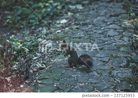 Wild squirrel standing alert in a sunlit forest undergrowth, surrounded by green leaves and natural woodland textures. Wild squirrel standing alert in a sunlit forest undergrowth, surrounded by green leaves and natural woodland textures. 137123953