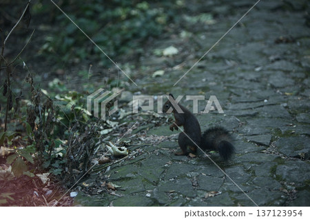 Wild squirrel standing alert in a sunlit forest undergrowth, surrounded by green leaves and natural woodland textures. Wild squirrel standing alert in a sunlit forest undergrowth, surrounded by green leaves and natural woodland textures. 137123954