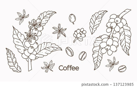 Hand drawn coffee plant set with branches, leaves, flowers and coffee beans, black and white line art doodle illustration on white background. Minimal botanical vector for cafe logo, menu, packaging. Hand drawn coffee plant set with branches, leaves, flowers and coffee beans, black and white line art doodle illustration on white background. Minimal botanical vector for cafe logo, menu, packaging. 137123985