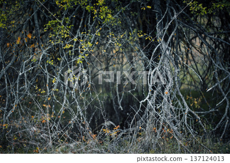 Dense forest undergrowth with twisted bare branches and sparse autumn leaves, creating a moody natural scene. Dense forest undergrowth with twisted bare branches and sparse autumn leaves, creating a moody natural scene. 137124013