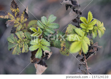 Close Up of Wild Plant Leaves Showing Seasonal Change Close Up of Wild Plant Leaves Showing Seasonal Change 137124110