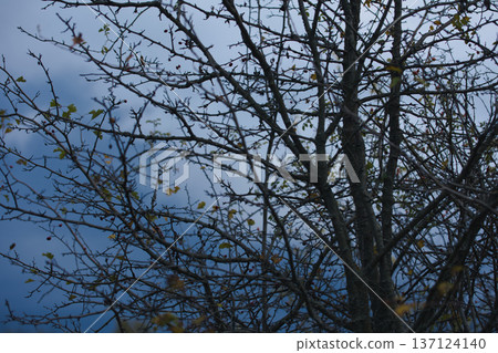 Bare tree branches with a few remaining autumn leaves against a pale, overcast sky. 137124140