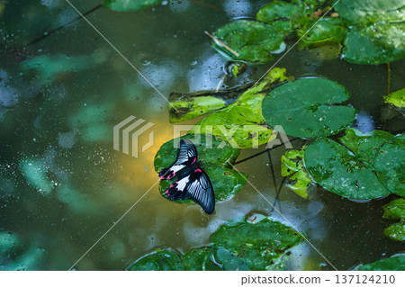 A dark tropical butterfly feeding on a small blue flower surrounded by lush green leaves, captured in a soft focused natural butterfly garden setting. A dark tropical butterfly feeding on a small blue flower surrounded by lush green leaves, captured in a soft focused natural butterfly garden setting. 137124210
