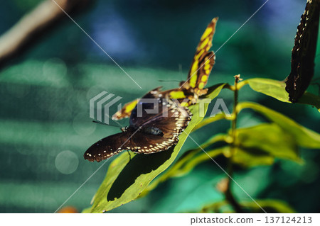 A dark tropical butterfly feeding on a small blue flower surrounded by lush green leaves, captured in a soft focused natural butterfly garden setting. A dark tropical butterfly feeding on a small blue flower surrounded by lush green leaves, captured in a soft focused natural butterfly garden setting. 137124213