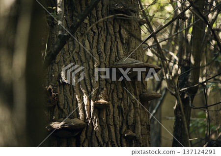 Close-up of tree bark texture with wild bracket fungi growing on the trunk in a forest environment. Perfect for natural background, woodland ecology, mushroom photography, and organic texture concepts Close-up of tree bark texture with wild bracket fungi growing on the trunk in a forest environment. Perfect for natural background, woodland ecology, mushroom photography, and organic texture concepts 137124291
