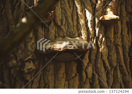 Close-up of tree bark texture with wild bracket fungi growing on the trunk in a forest environment. Perfect for natural background, woodland ecology, mushroom photography, and organic texture concepts Close-up of tree bark texture with wild bracket fungi growing on the trunk in a forest environment. Perfect for natural background, woodland ecology, mushroom photography, and organic texture concepts 137124294