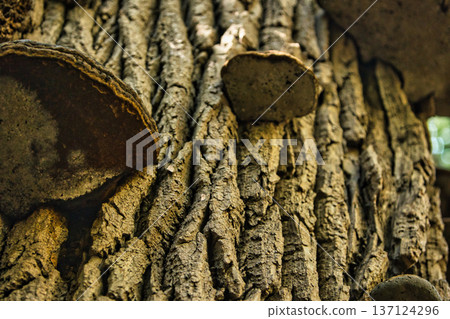 Close-up of tree bark texture with wild bracket fungi growing on the trunk in a forest environment. Perfect for natural background, woodland ecology, mushroom photography, and organic texture concepts 137124296