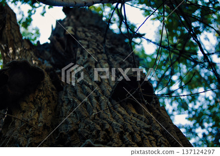 Close-up of tree bark texture with wild bracket fungi growing on the trunk in a forest environment. Perfect for natural background, woodland ecology, mushroom photography, and organic texture concepts Close-up of tree bark texture with wild bracket fungi growing on the trunk in a forest environment. Perfect for natural background, woodland ecology, mushroom photography, and organic texture concepts 137124297