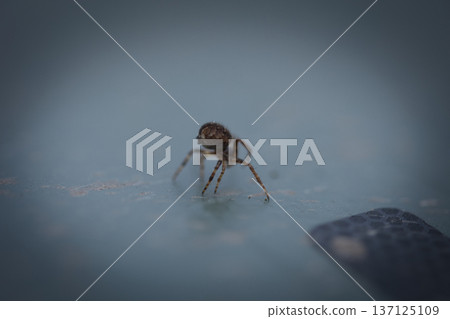 Tiny Spider Macro Close Up on Soft Blue Background 137125109