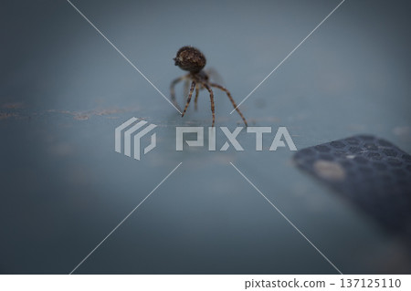 Tiny Spider Macro Close Up on Soft Blue Background Tiny Spider Macro Close Up on Soft Blue Background 137125110