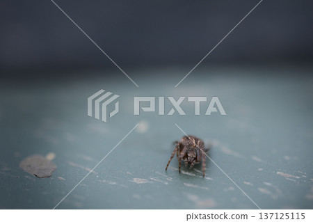 Tiny Spider Macro Close Up on Soft Blue Background 137125115