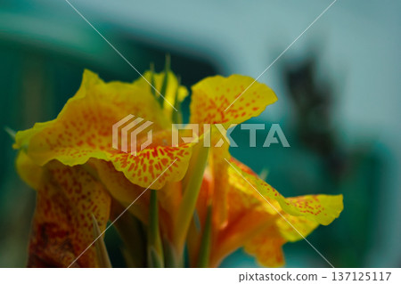 Soft-focus close-up of a vibrant yellow tropical flower with orange speckles, captured in warm natural light. Perfect for themes of botanical beauty, summer gardens, floral backgrounds, and exotic pla 137125117