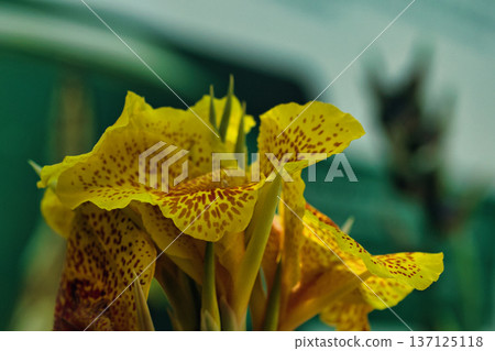 Soft-focus close-up of a vibrant yellow tropical flower with orange speckles, captured in warm natural light. Perfect for themes of botanical beauty, summer gardens, floral backgrounds, and exotic pla 137125118