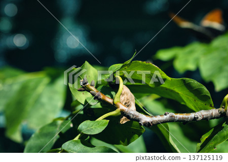 Close-up of fresh green leaves with visible veins in natural sunlight, creating a vibrant botanical background. Perfect for themes of nature, ecology, plant texture, and summer greenery. 137125119