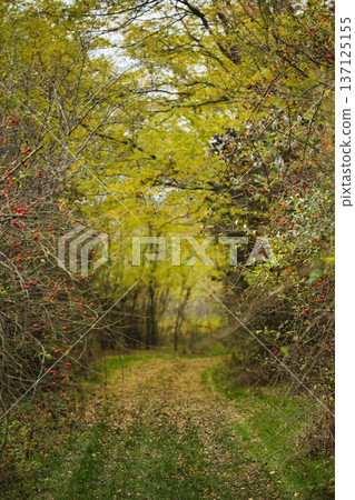 Autumn Forest Path Surrounded by Wild Berries and Trees 137125155